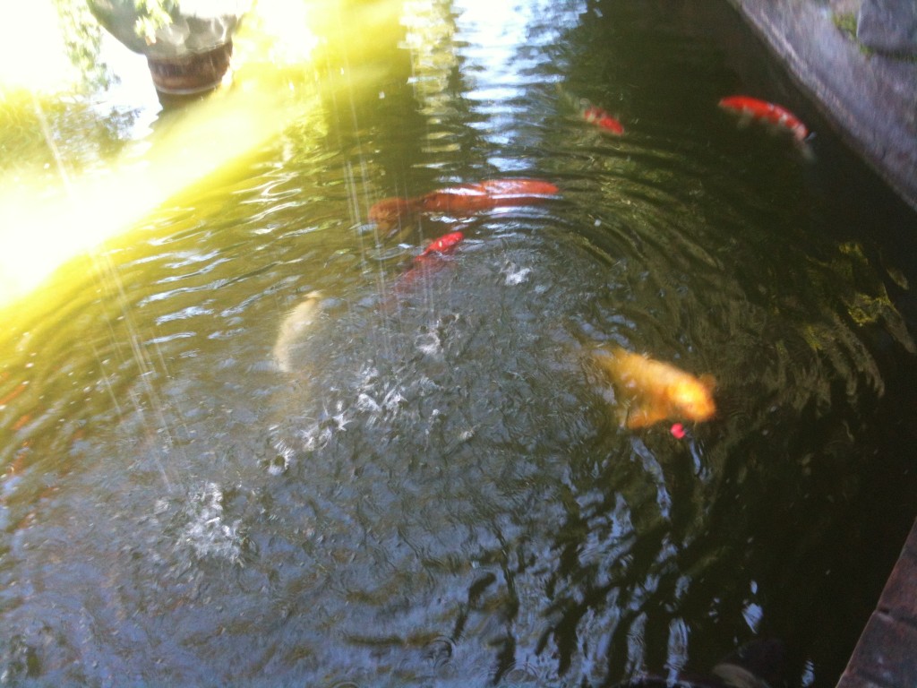 Koi pond at the entrance of Shanghai Red's